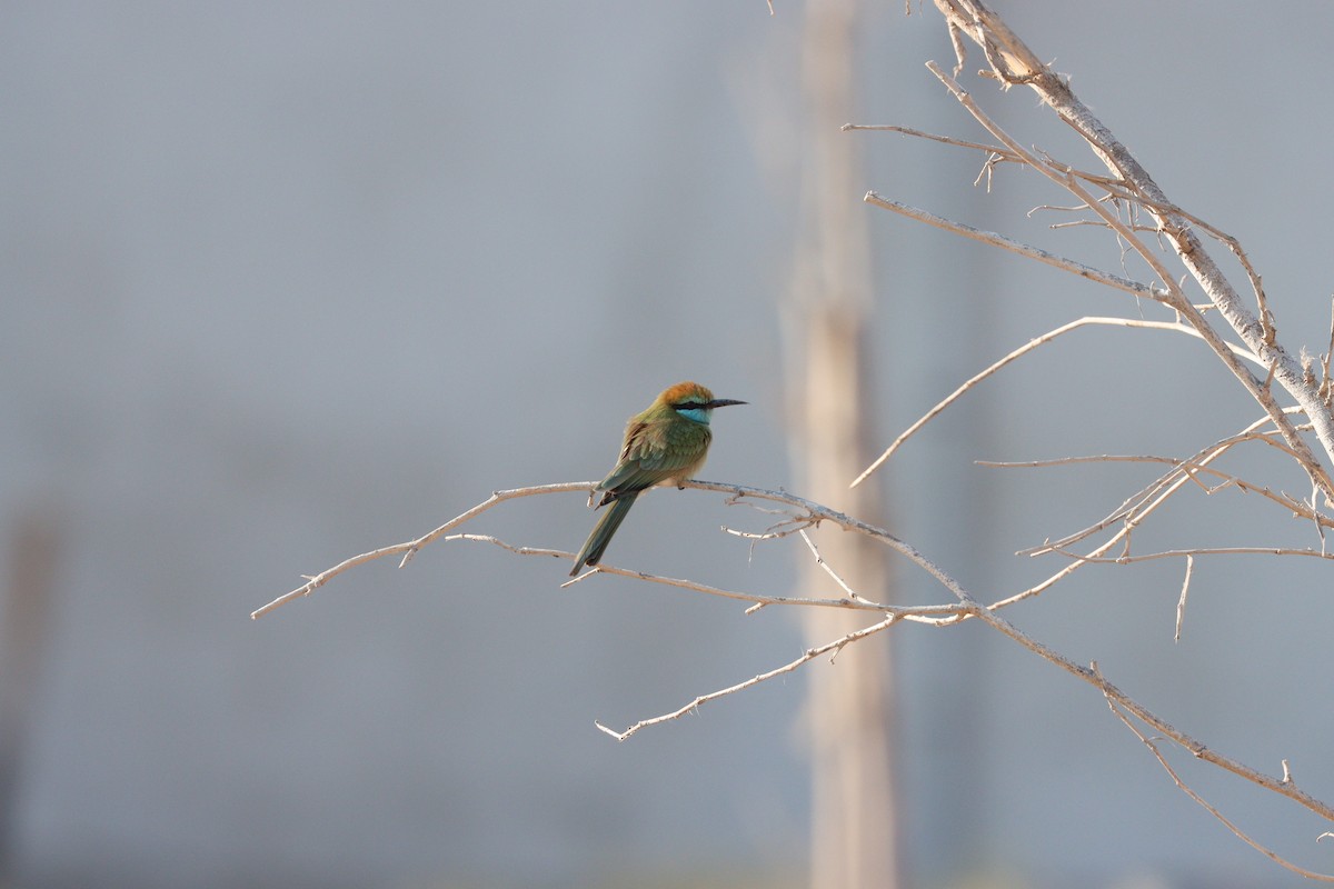Arabian Green Bee-eater - ML645877999