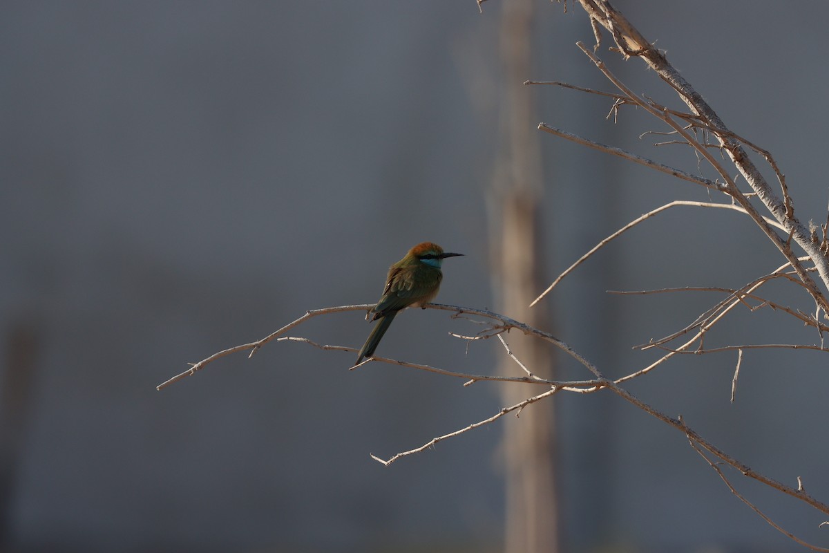Arabian Green Bee-eater - ML645878000