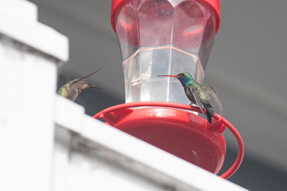 Broad-billed Hummingbird - ML645878009