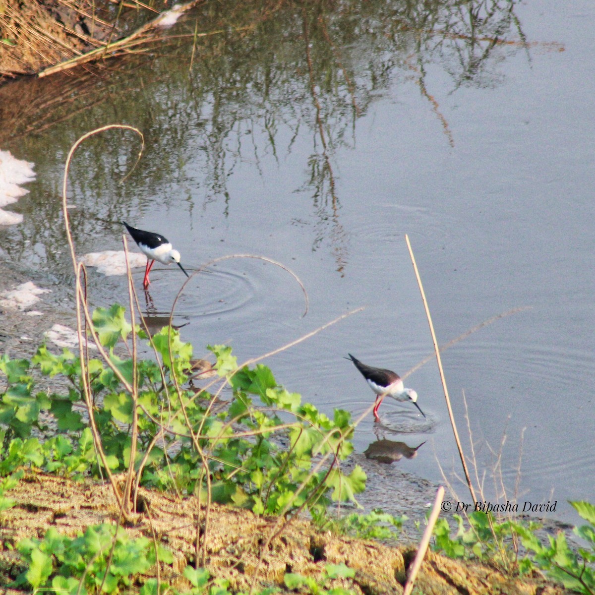 Échasse blanche - ML645878024