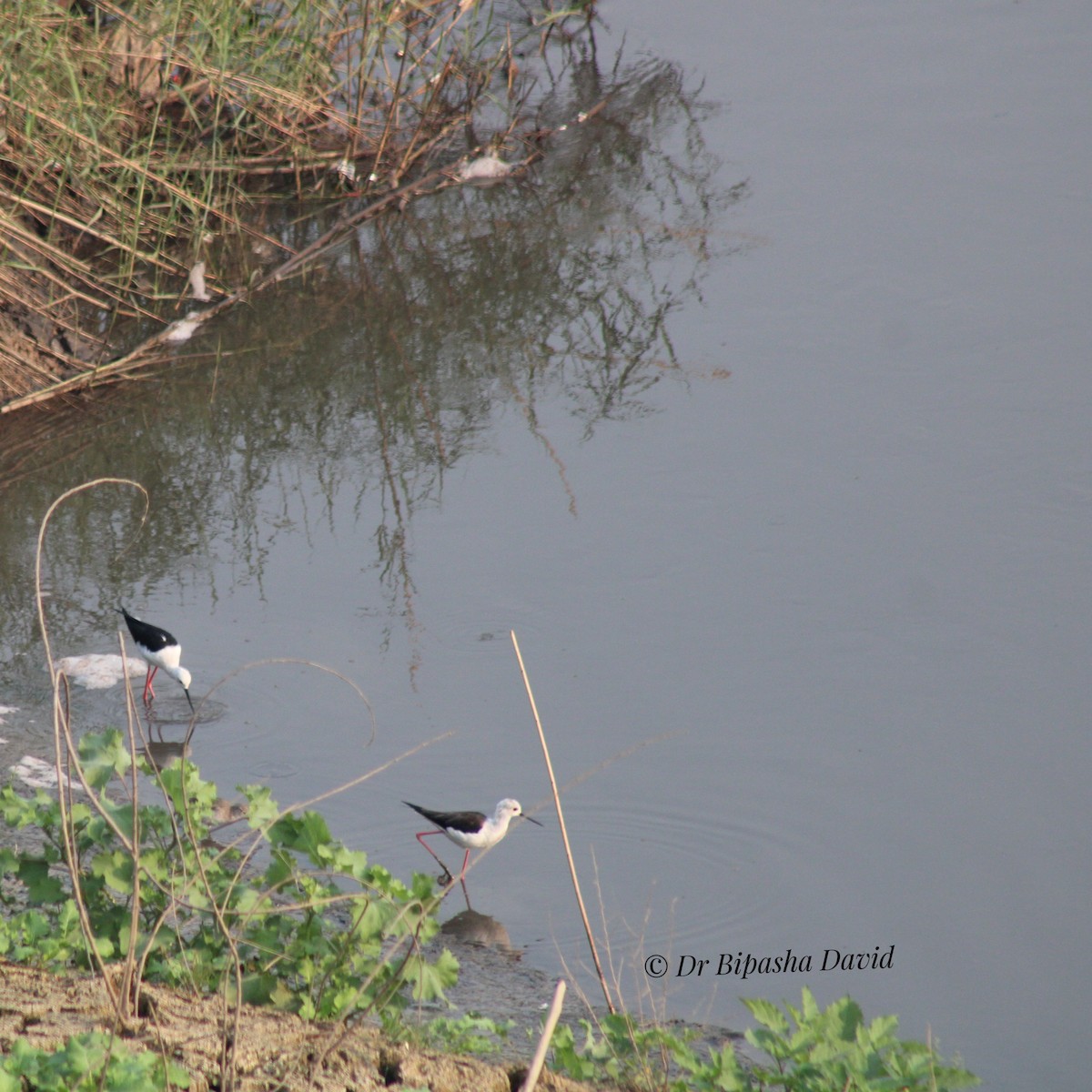Échasse blanche - ML645878025