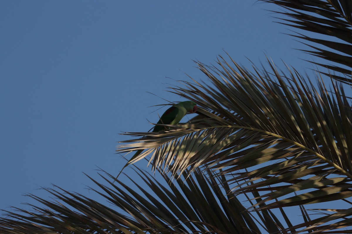 Perruche alexandre - ML645878030