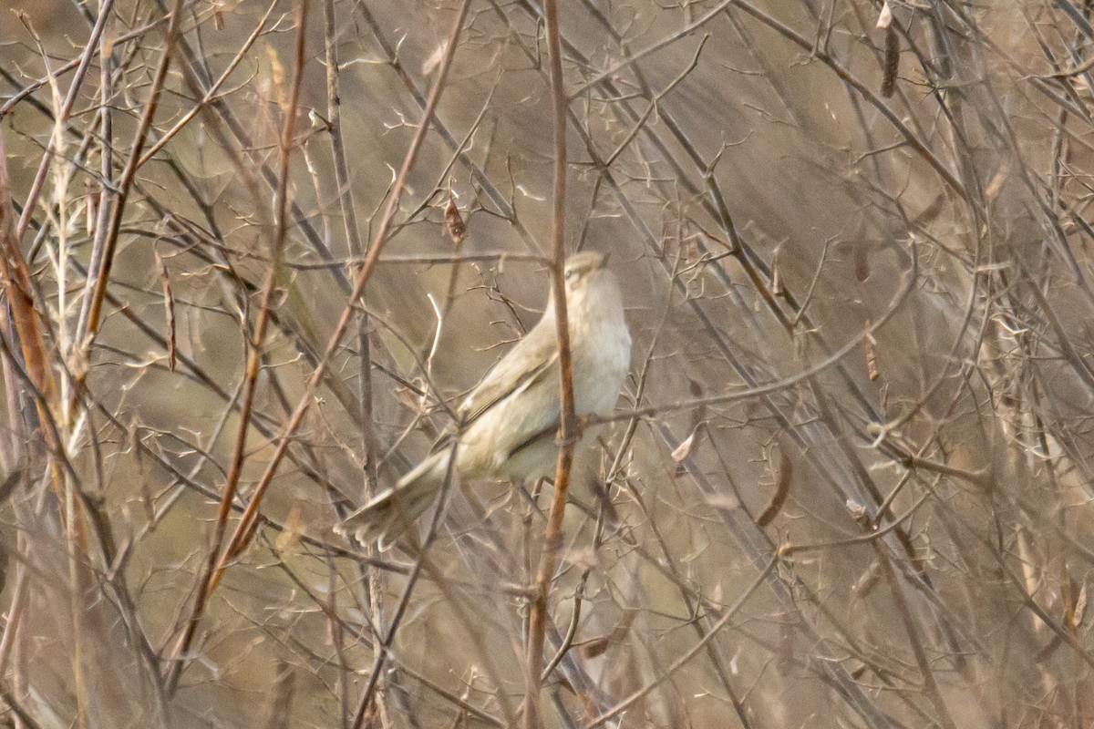 Pouillot véloce - ML645878035