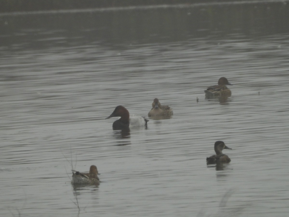 Fuligule à collier - ML645878036