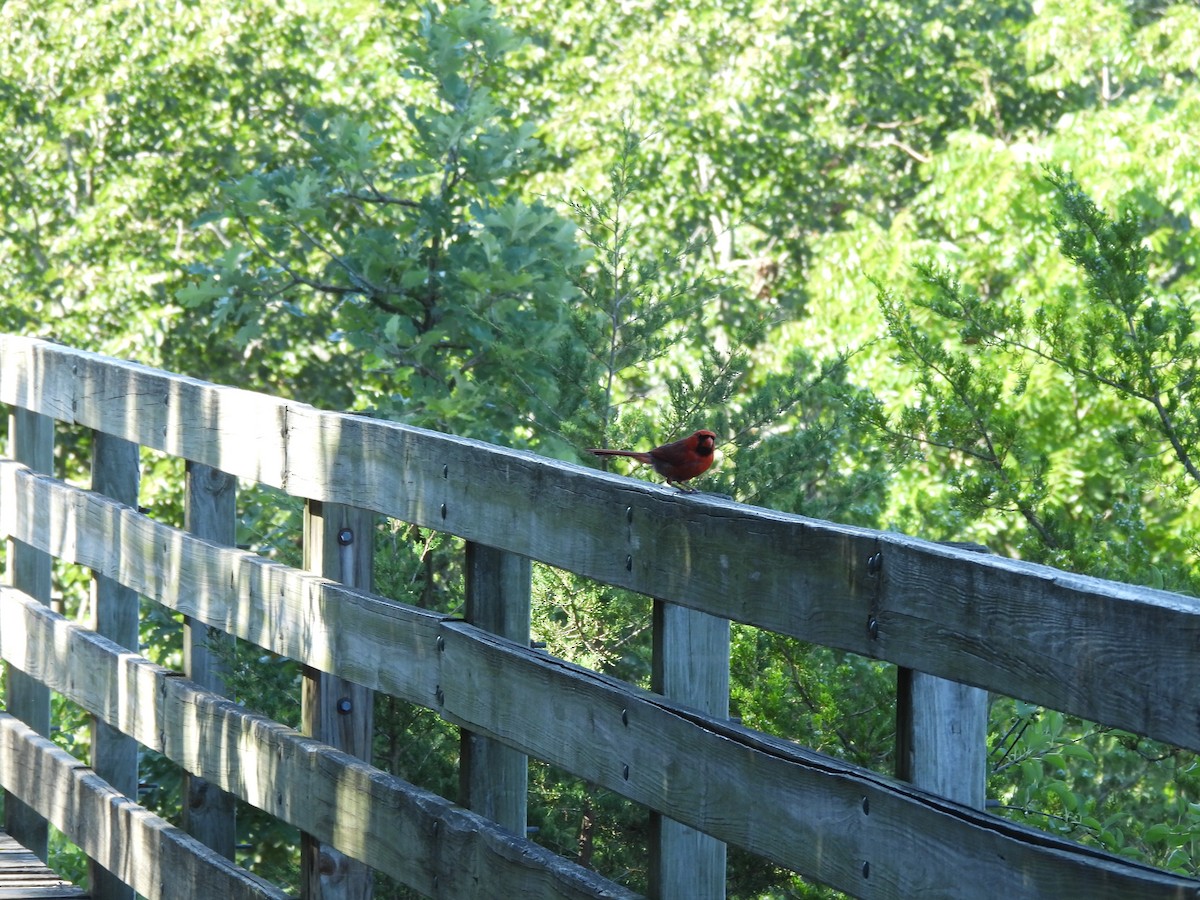 Cardinal rouge - ML645878037