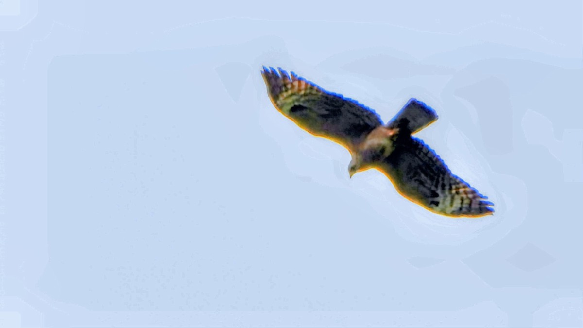 Bondrée orientale - ML645878039