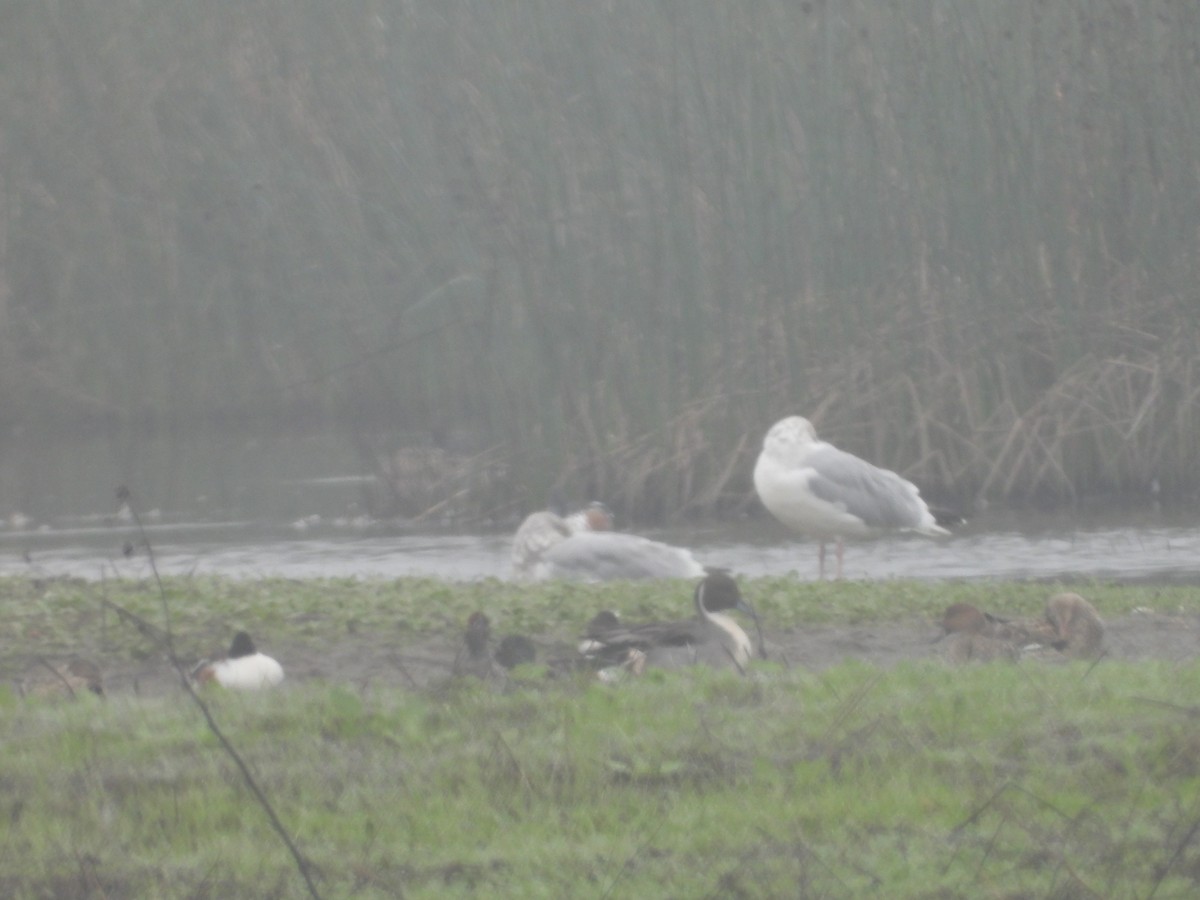 Canard pilet - ML645878041