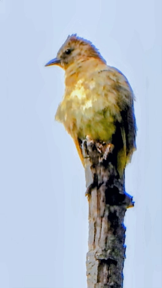 Bulbul flavescent - ML645878045