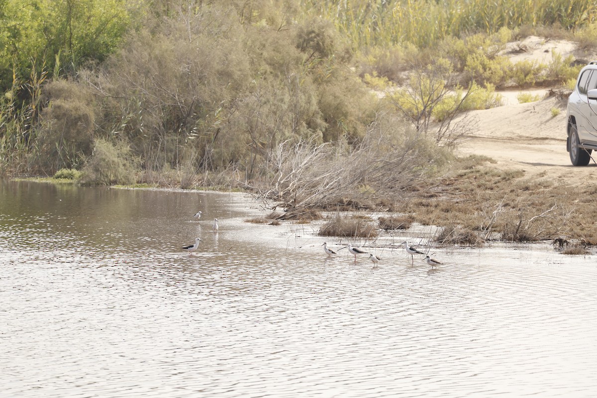 Échasse blanche - ML645878049