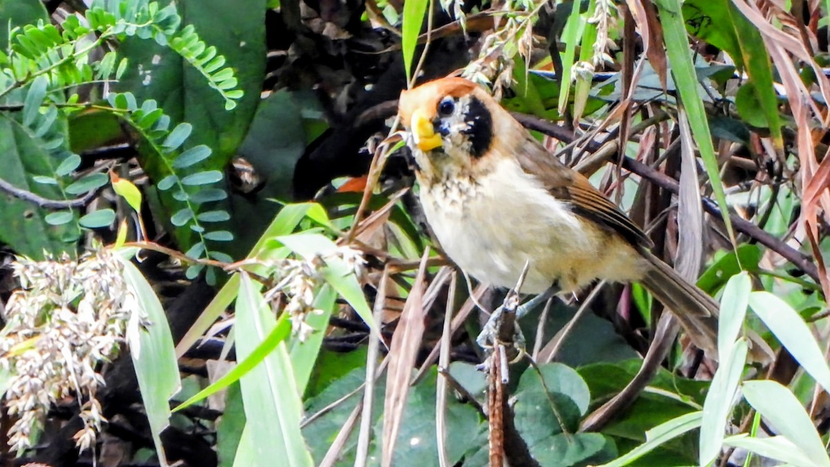 Paradoxornis fléché - ML645878051