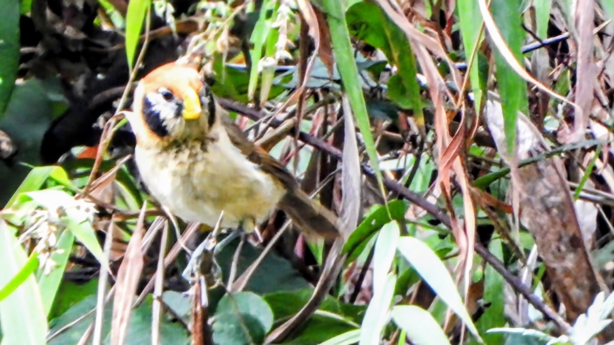 Paradoxornis fléché - ML645878052