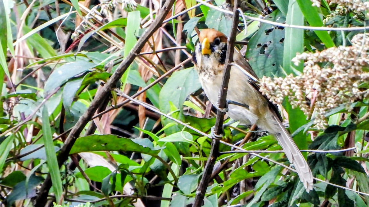 Paradoxornis fléché - ML645878053