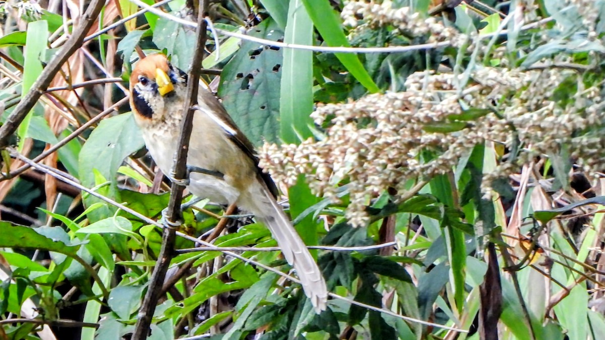 Paradoxornis fléché - ML645878054