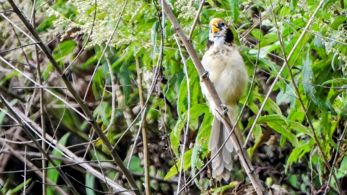 Paradoxornis fléché - ML645878055