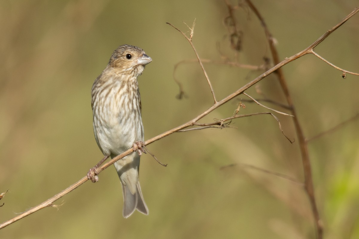 Roselin cramoisi - ML645878058