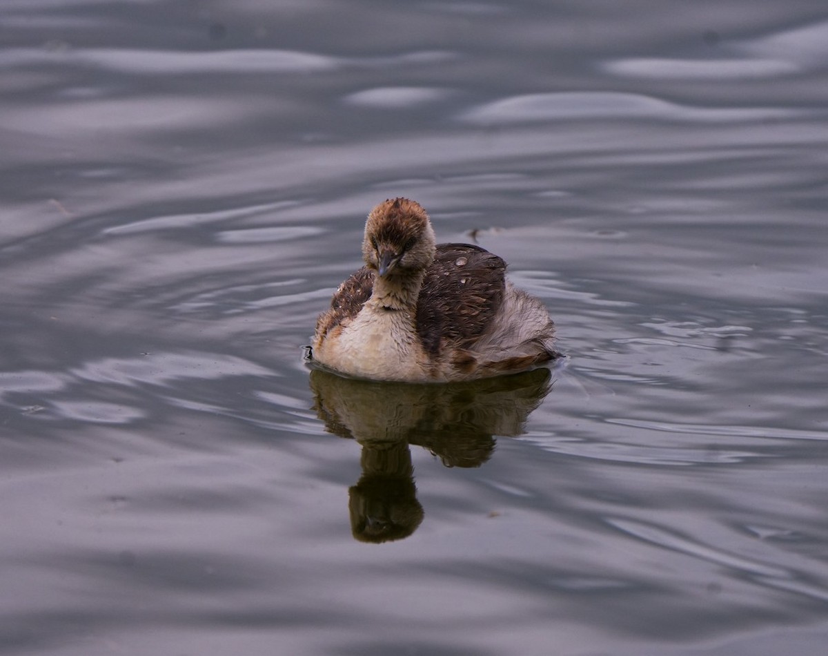 Grèbe australasien - ML645878060