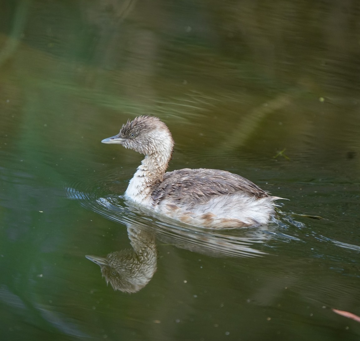 Grèbe argenté - ML645878061