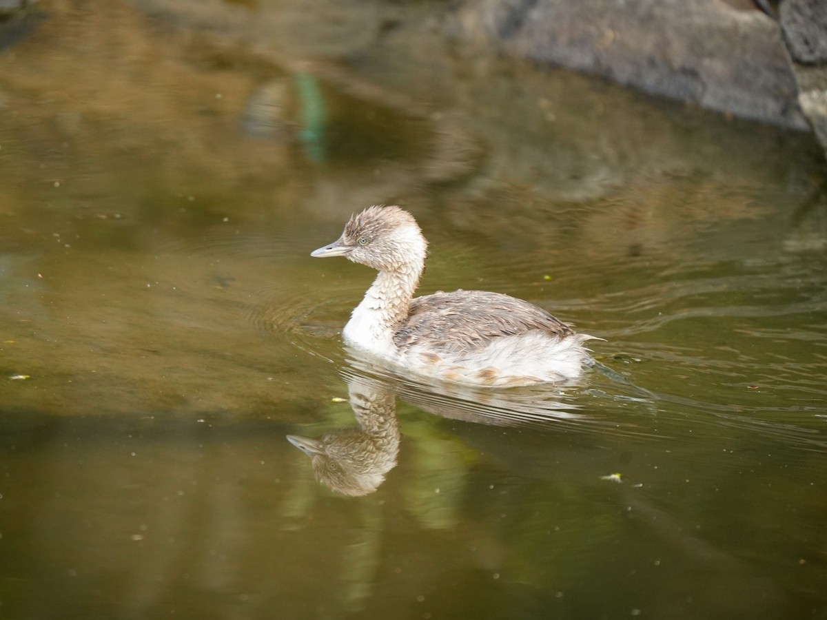 Grèbe argenté - ML645878062