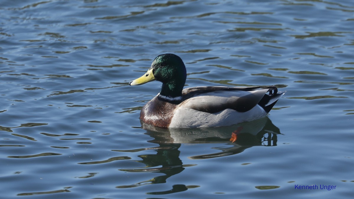 Yeşilbaş - ML645878069