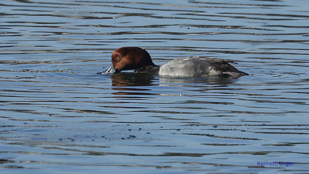 Amerika Elmabaşı - ML645878074