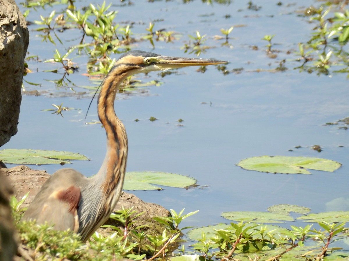 Purple Heron - ML645878078