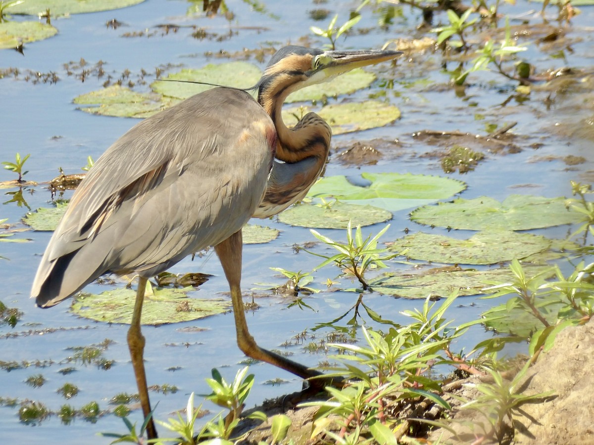Purple Heron - ML645878079