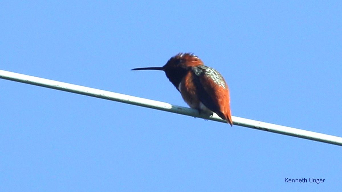 Allen Kolibrisi - ML645878082