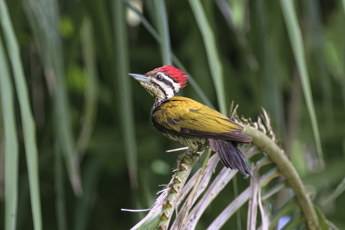 Common Flameback - ML645878088