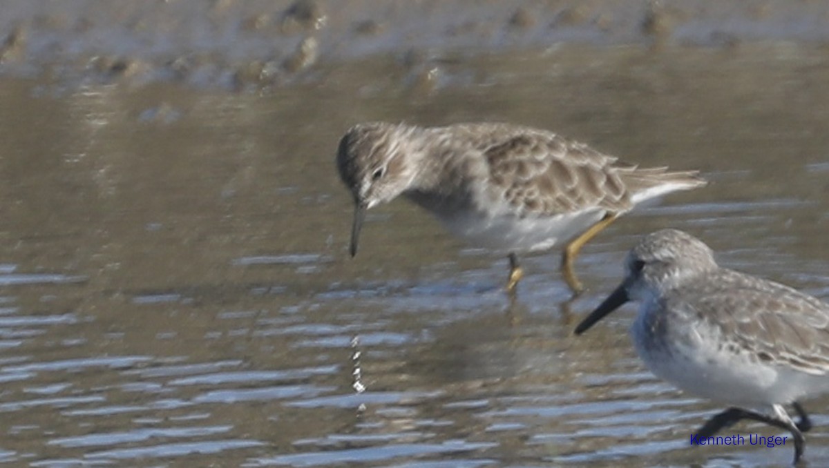 Cüce Kumkuşu - ML645878089