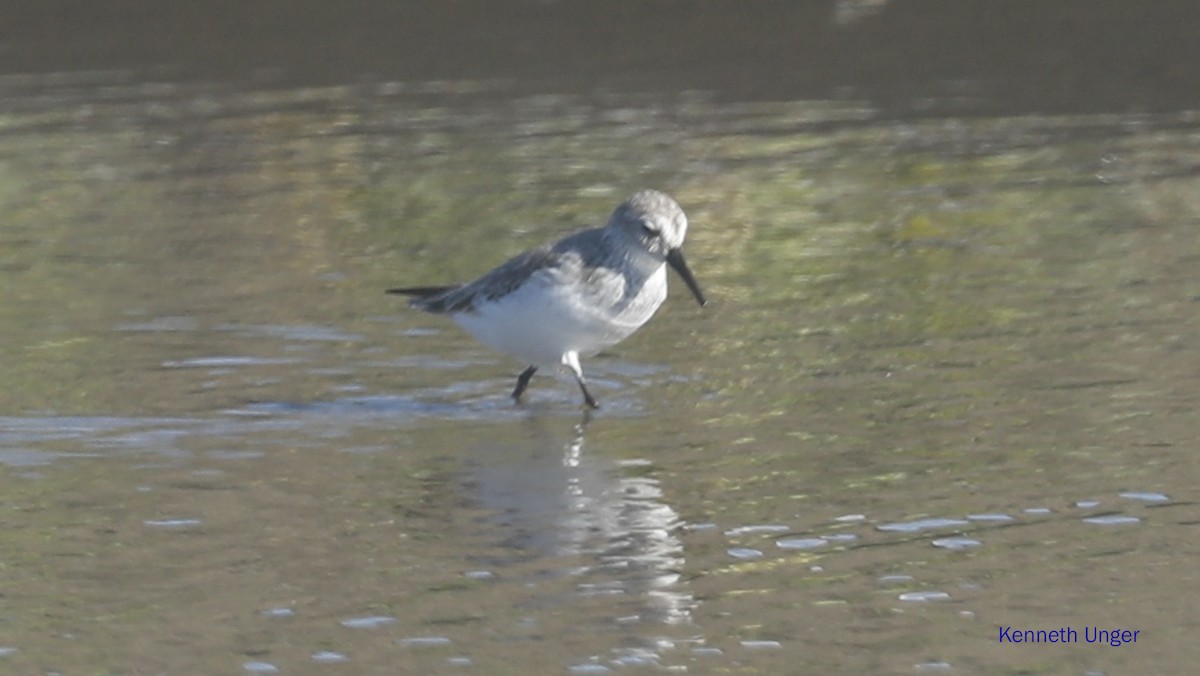 Alaska Kumkuşu - ML645878090