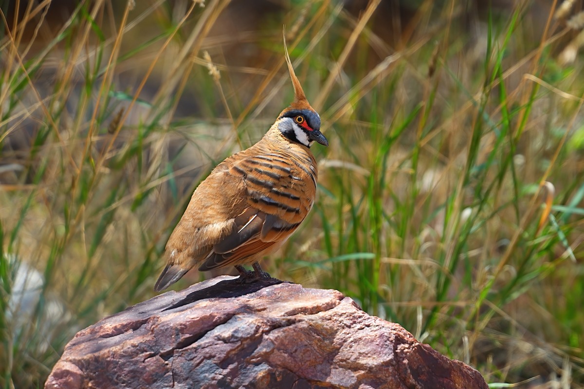 Острохохлый бронзовокрыл - ML645878104