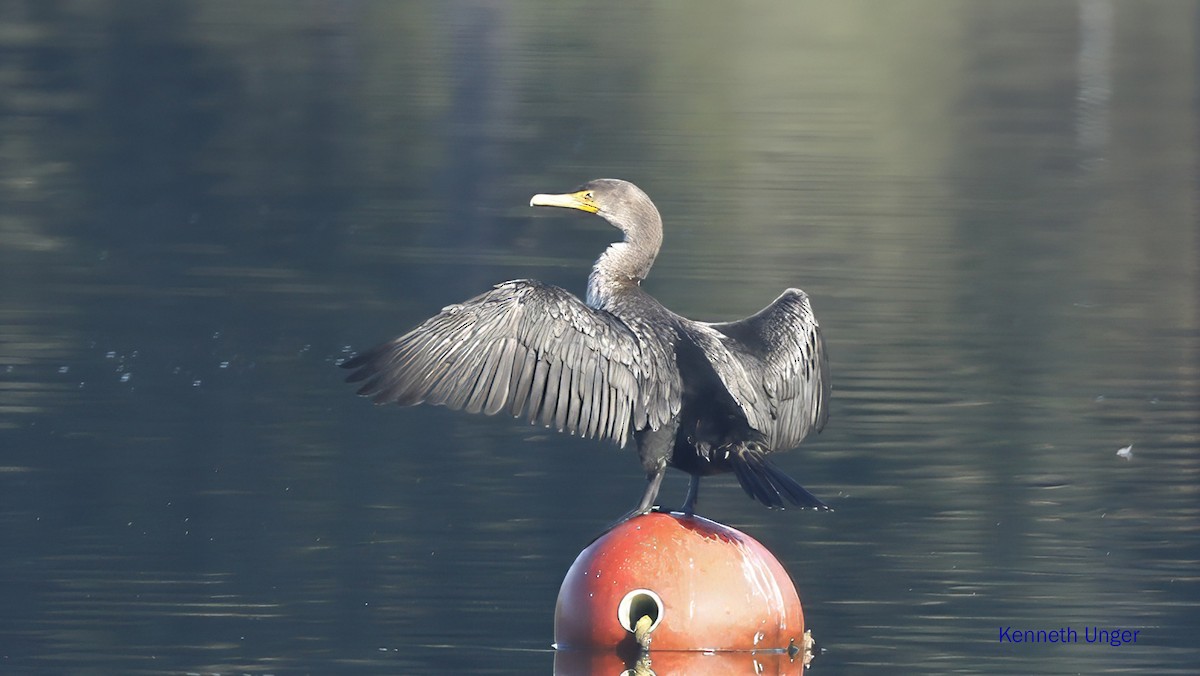 Kulaklı Karabatak - ML645878106