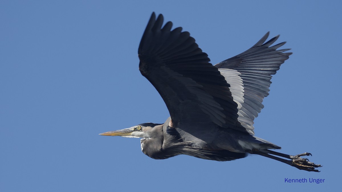 Amerika Gri Balıkçılı - ML645878109