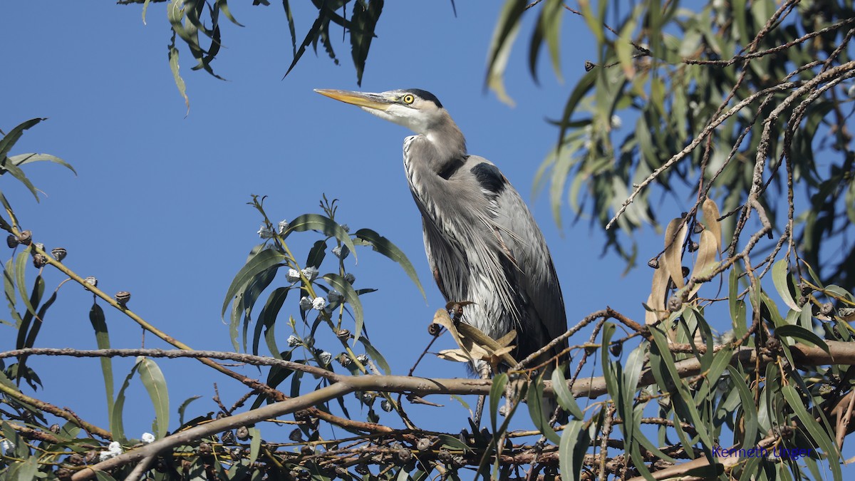 Amerika Gri Balıkçılı - ML645878110