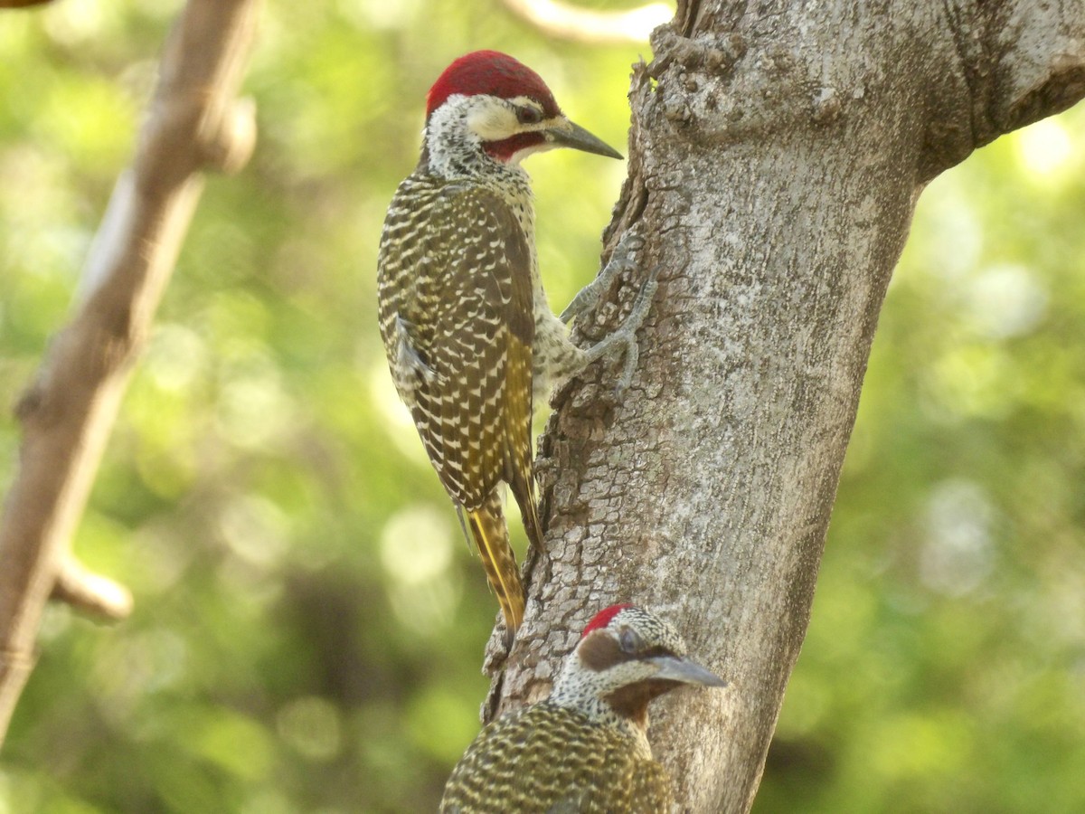 Bennett's Woodpecker - ML645878112