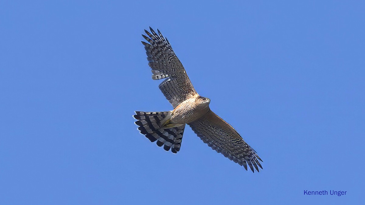 Cooper Atmacası - ML645878114