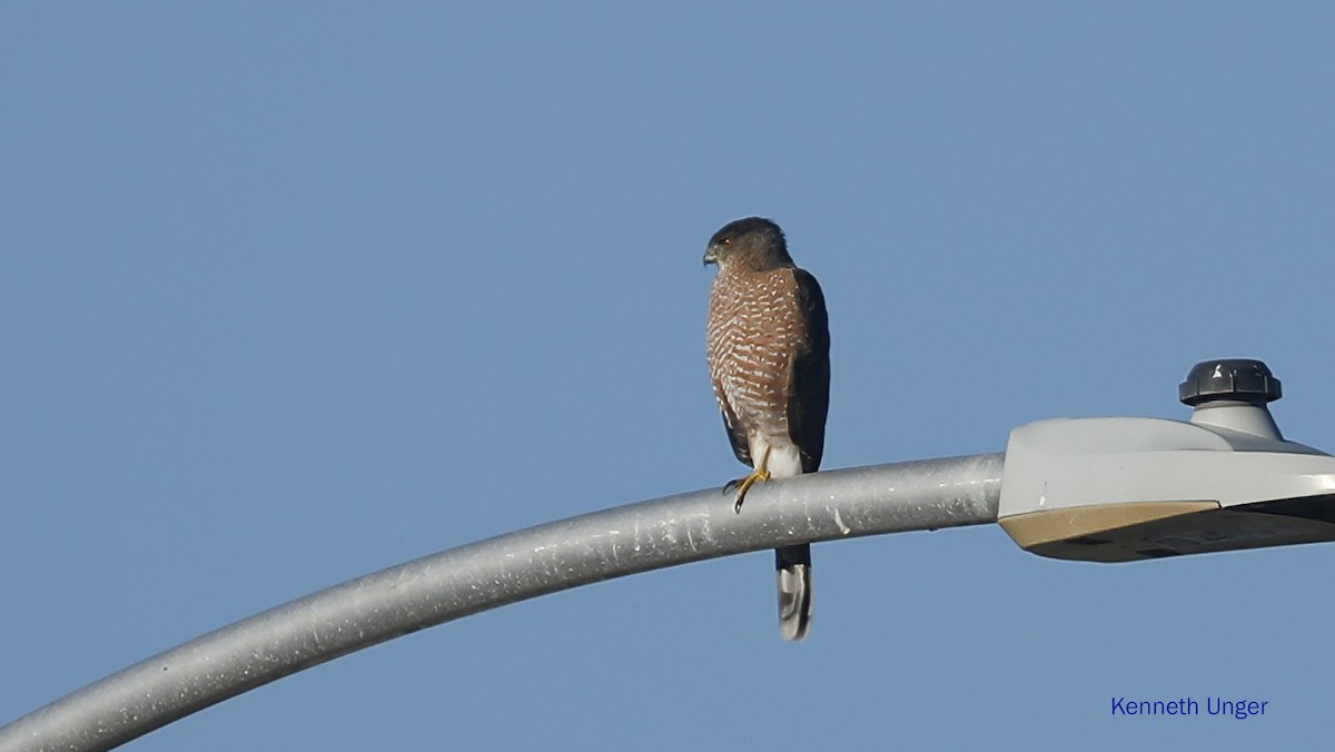 Cooper Atmacası - ML645878115