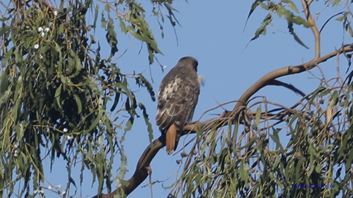 Kızıl Kuyruklu Şahin - ML645878117