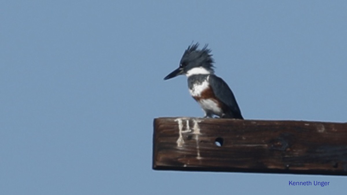 Kuşaklı Yalıçapkını - ML645878128