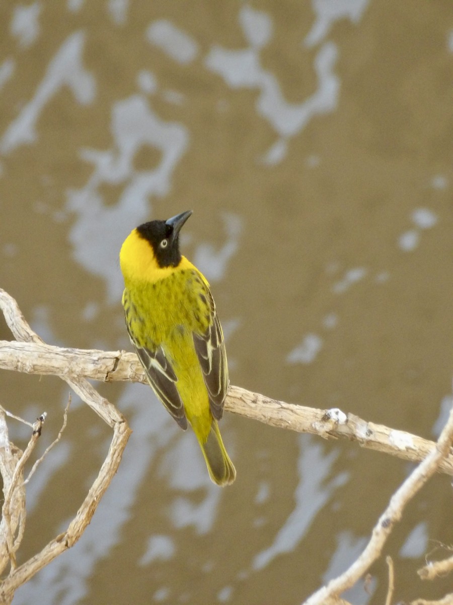 Lesser Masked-Weaver - ML645878131