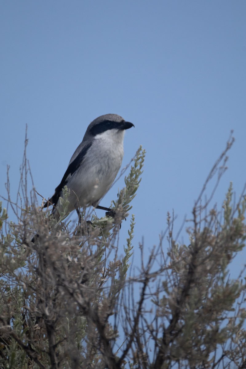 Loggerhead Shrike - ML645878133