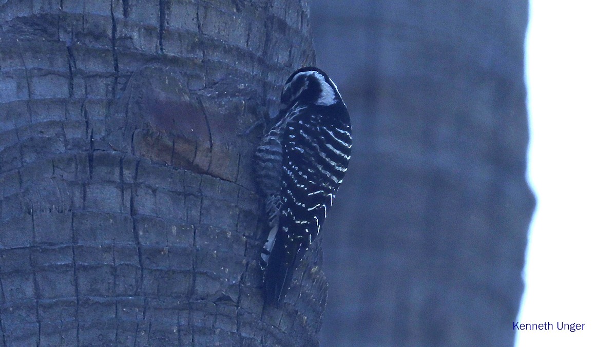 Nuttall Ağaçkakanı - ML645878134