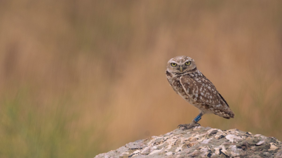 Burrowing Owl - ML645878137