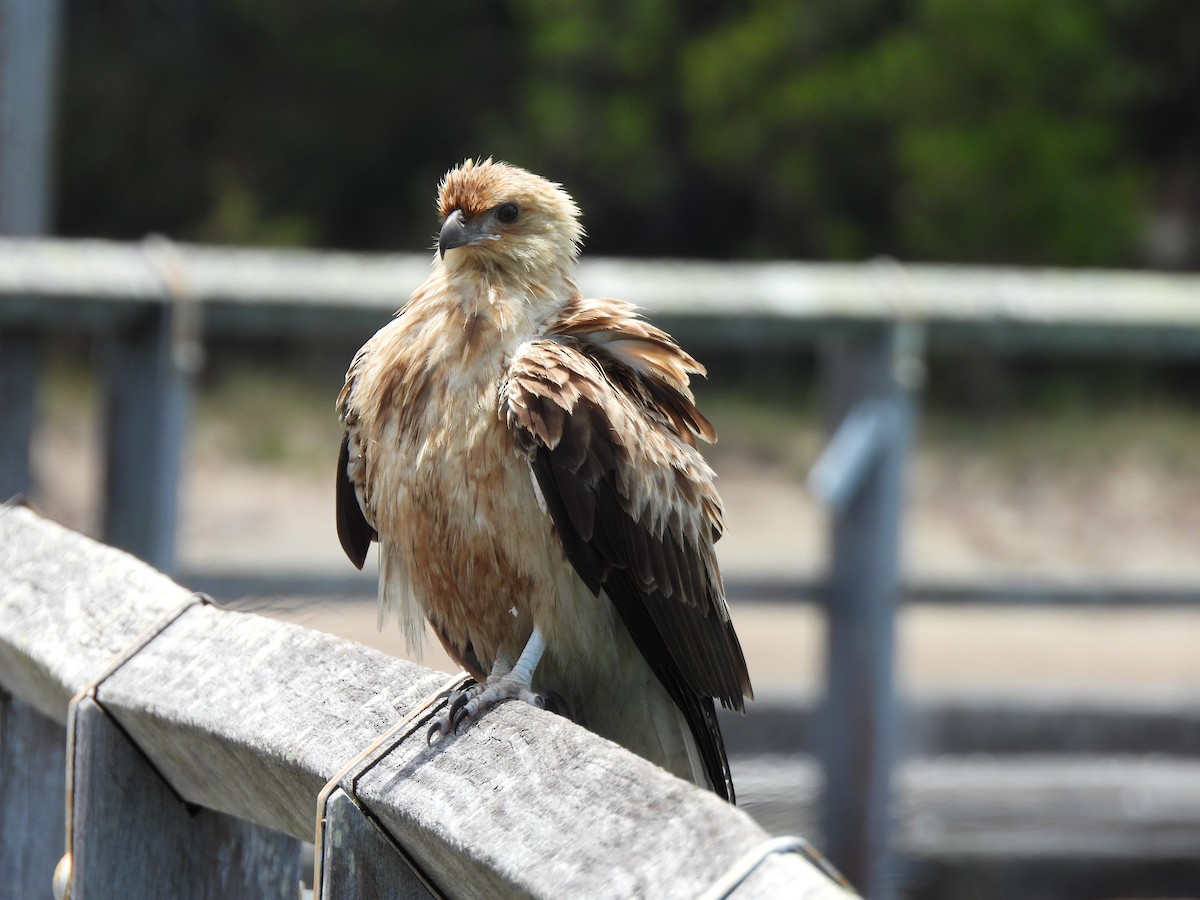 Шуліка-свистун - ML645878138
