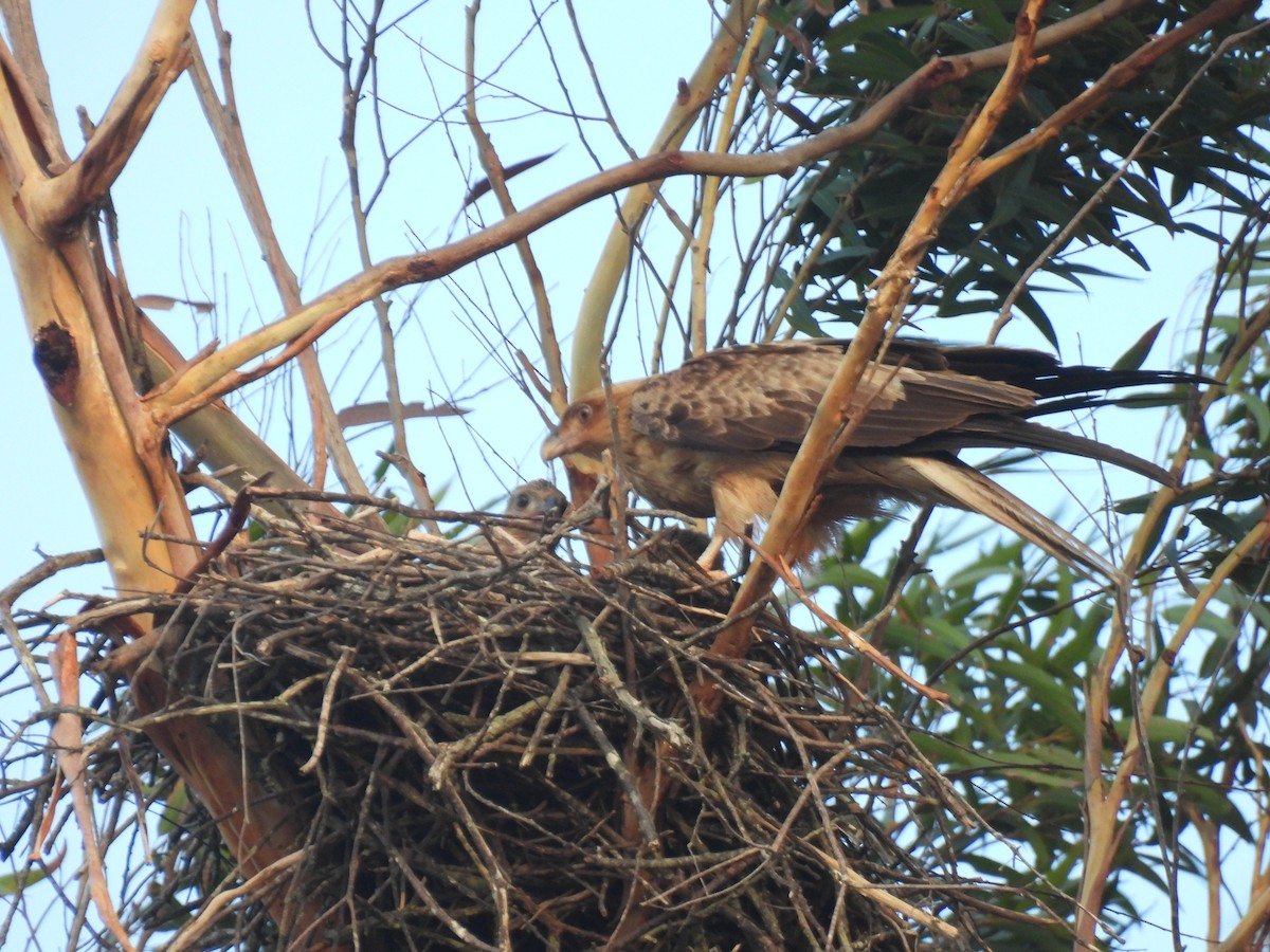 Шуліка-свистун - ML645878139