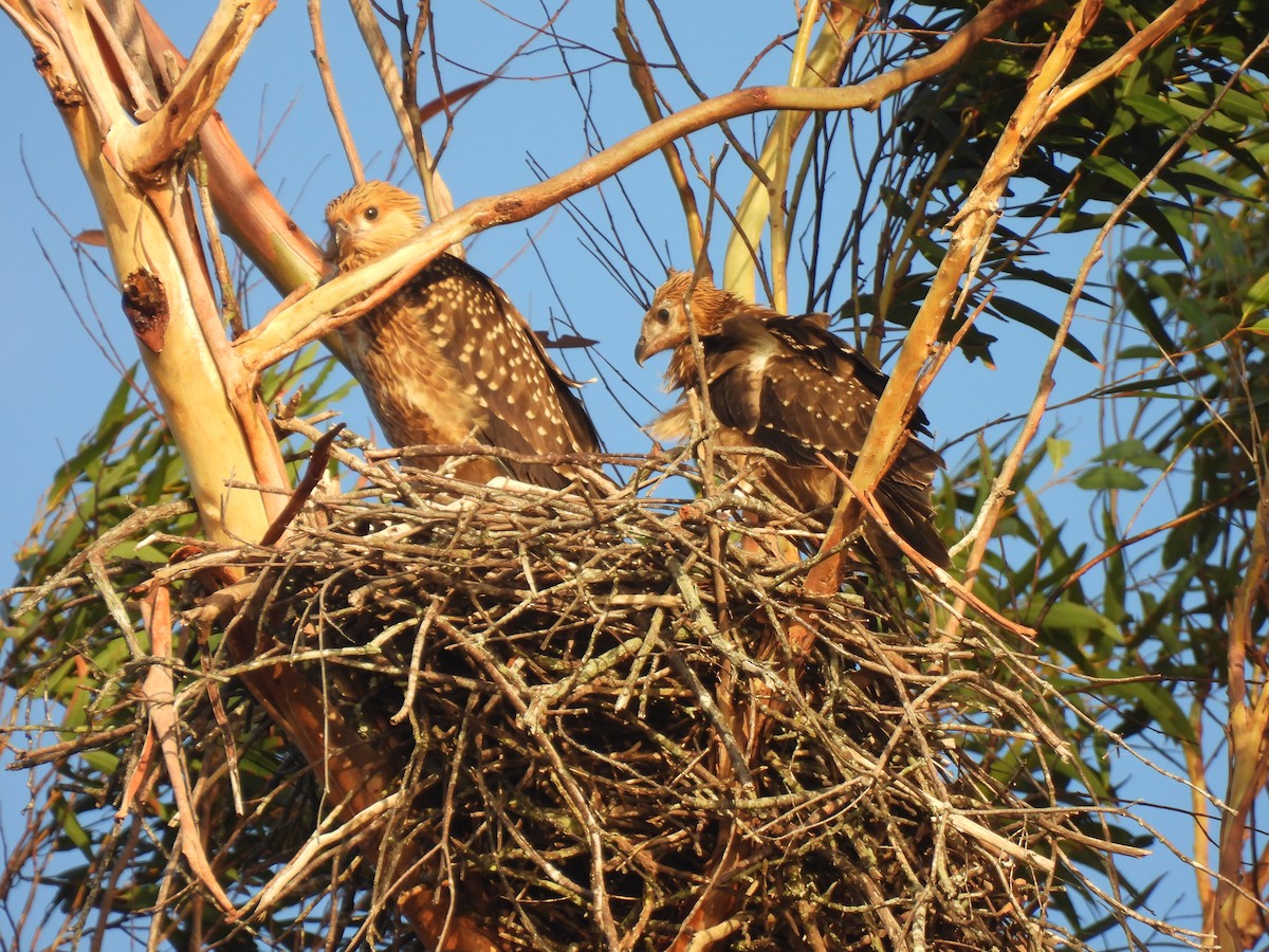Шуліка-свистун - ML645878140