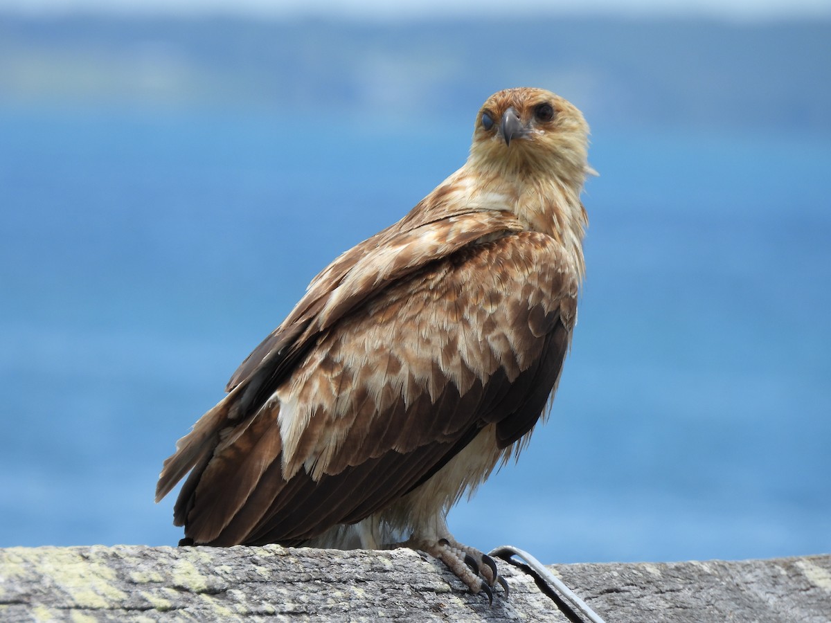 Шуліка-свистун - ML645878141