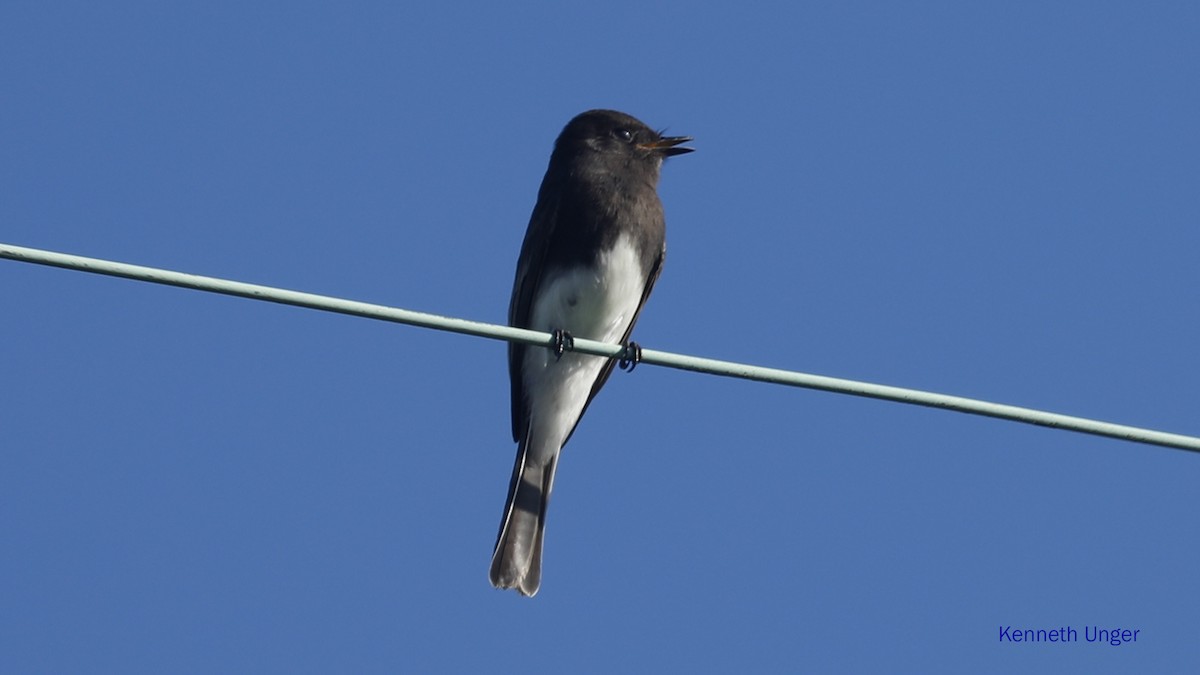 Феб чорний - ML645878144