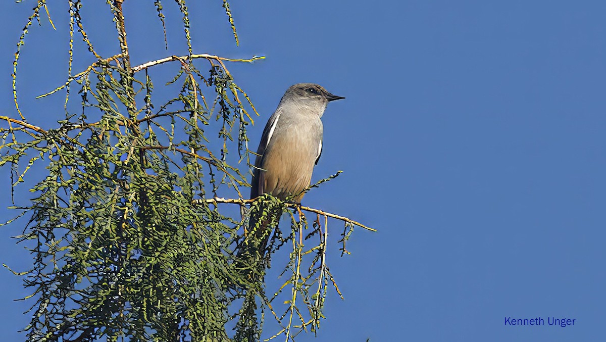 Феб великий - ML645878145