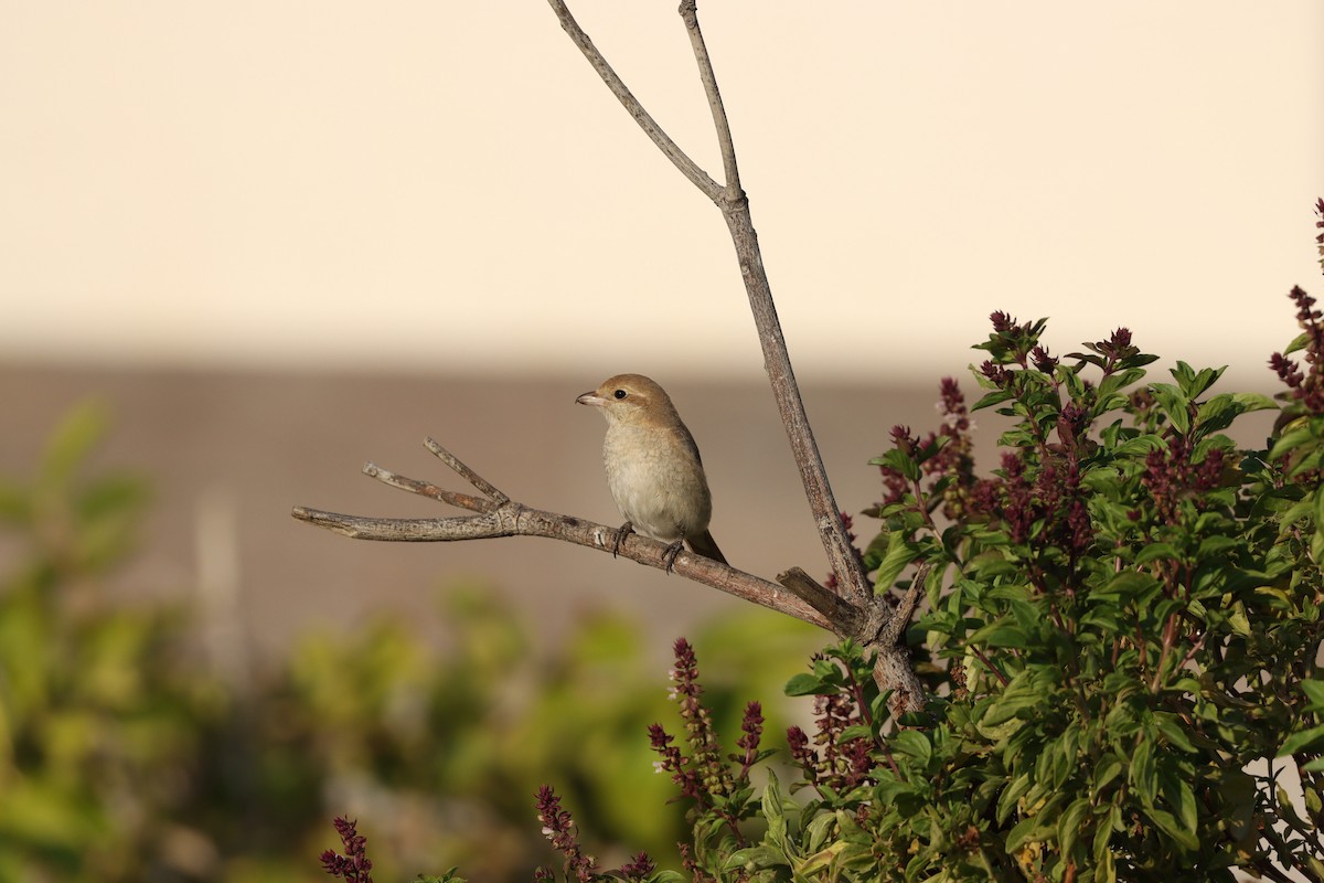 Сорокопуд рудохвостий - ML645878147